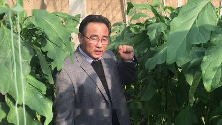 大棚番茄的种植技术