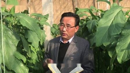 大棚番茄的种植技术