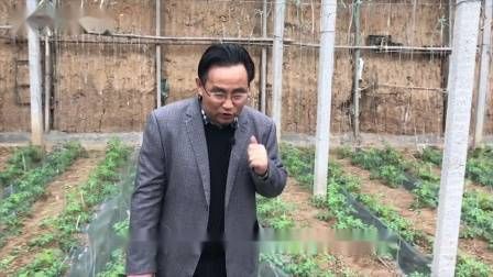 大棚番茄的种植技术