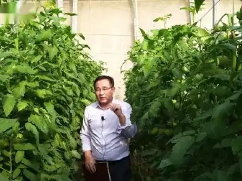 大棚番茄的种植技术