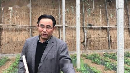 大棚番茄的种植技术