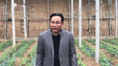 大棚番茄的种植技术