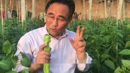 大棚番茄的种植技术