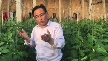 大棚番茄的种植技术