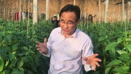 大棚番茄的种植技术