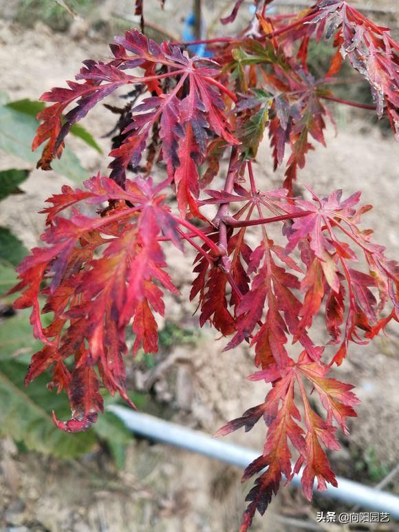 盆栽盆景种植技术