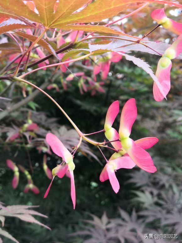 盆栽盆景种植技术