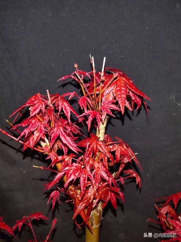 盆栽盆景种植技术