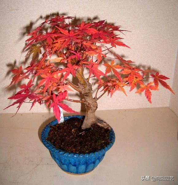盆栽盆景种植技术