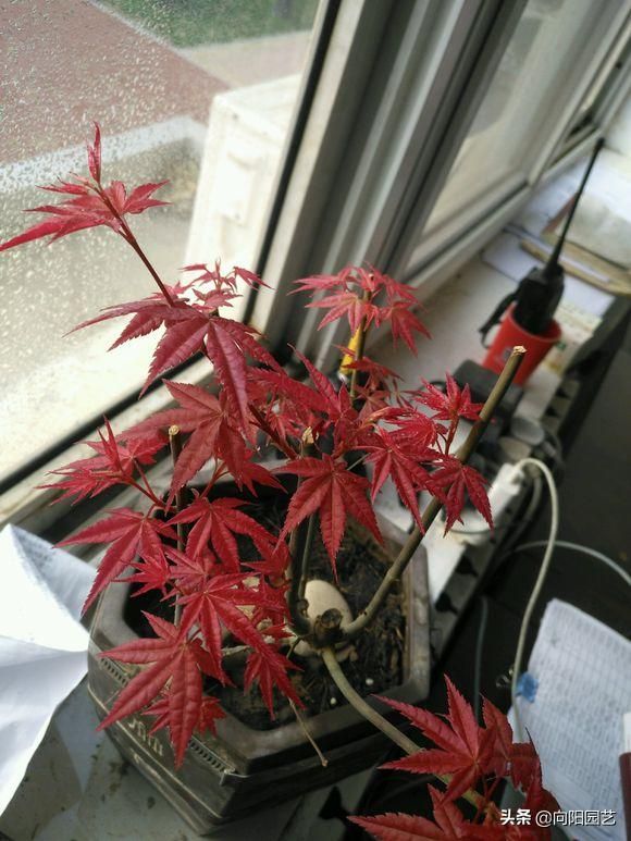 盆栽盆景种植技术