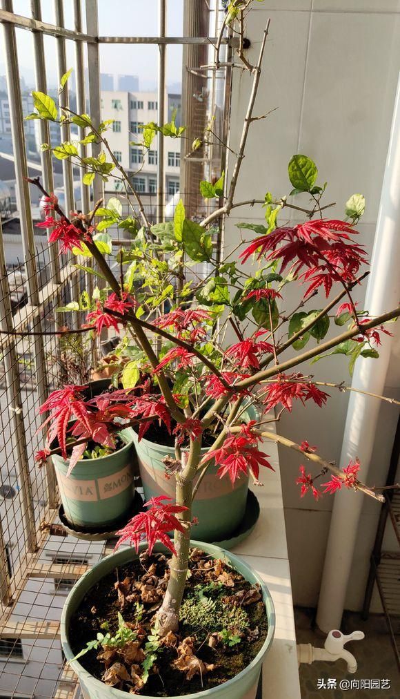 盆栽盆景种植技术