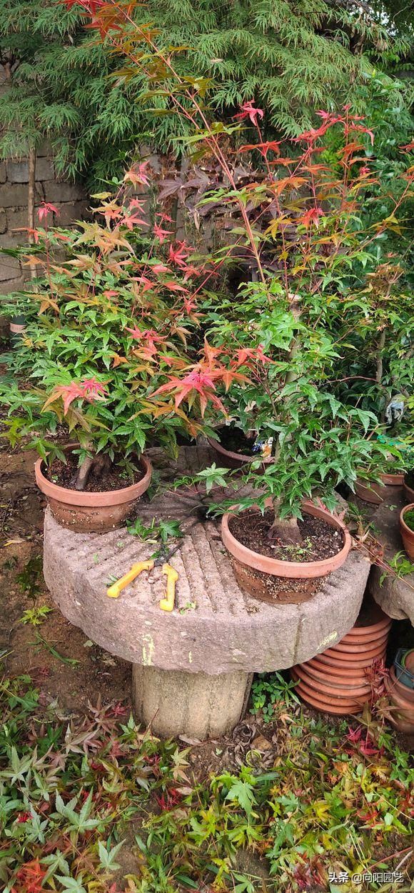 盆栽盆景种植技术