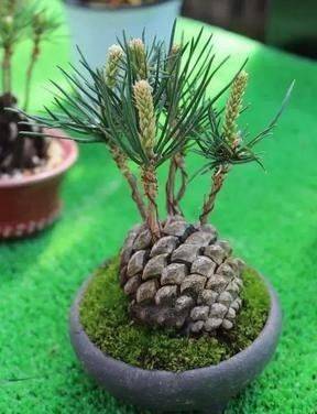 Plantation plantation technology