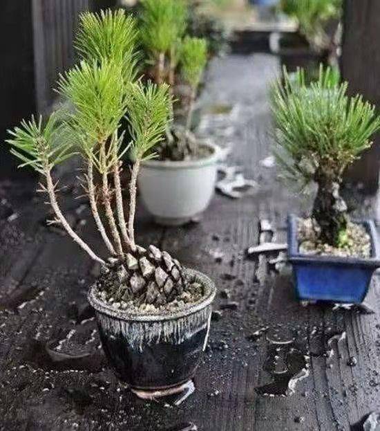 Plantation plantation technology