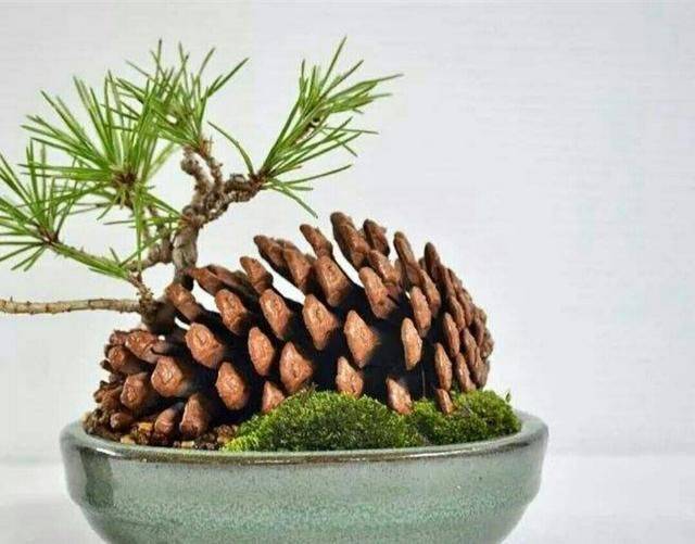 Plantation plantation technology