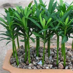 Plantation plantation technology
