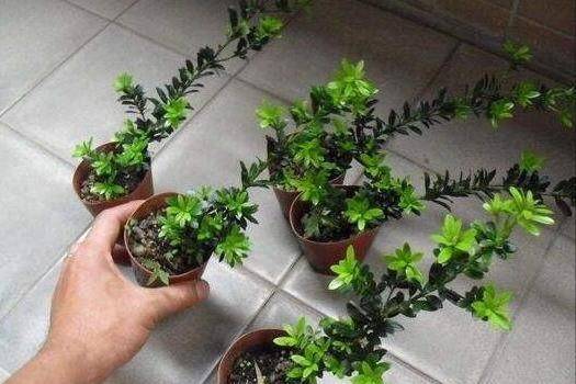 Plantation plantation technology