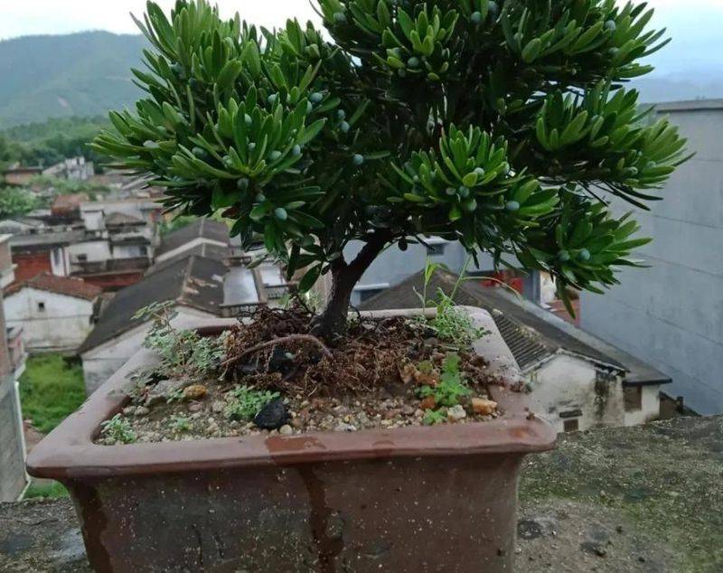 Plantation plantation technology