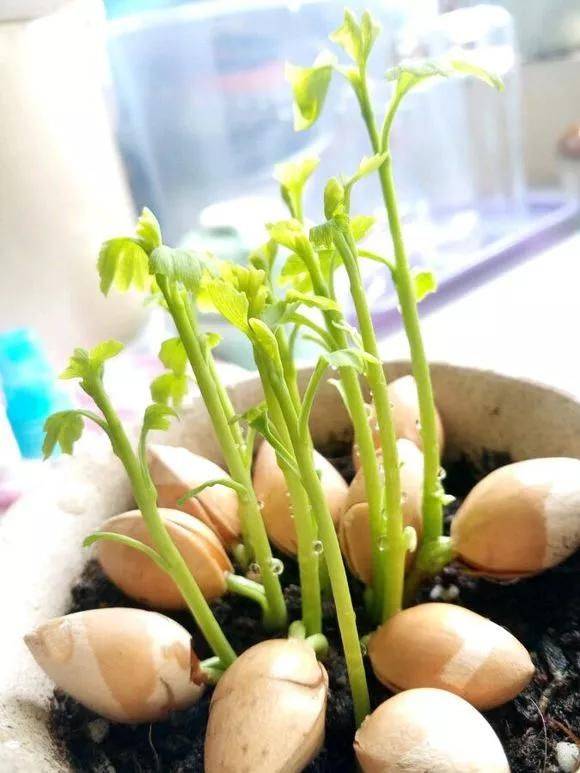 Plantation plantation technology