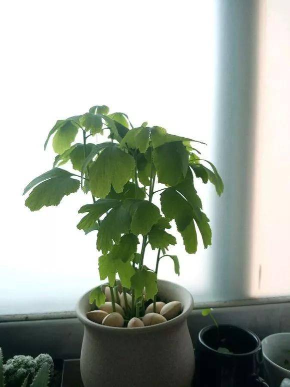 Plantation plantation technology