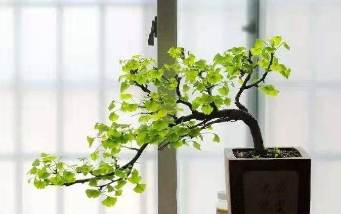 Plantation plantation technology