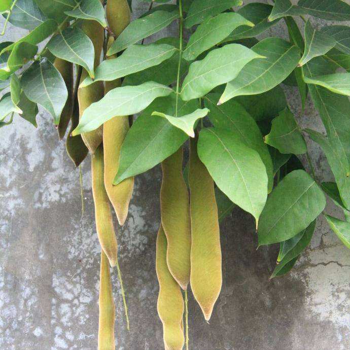 Plantation plantation technology