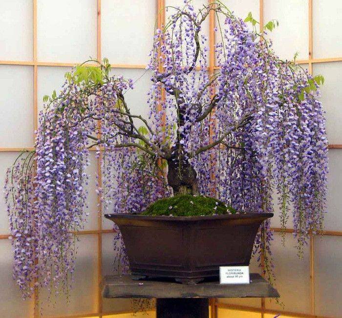 Plantation plantation technology