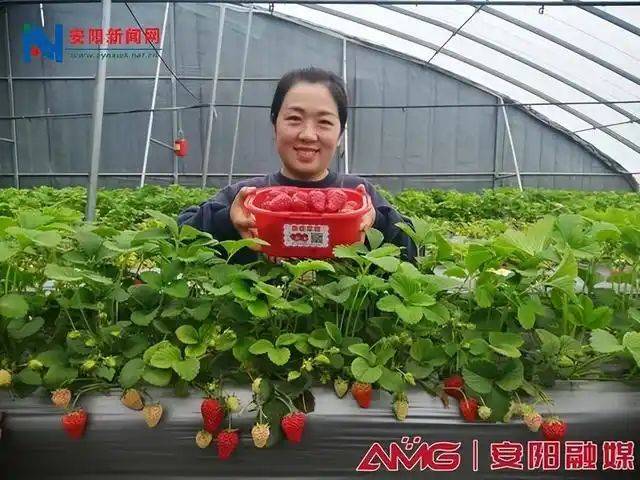 Published under the technical shield for strawberry cultivation social
