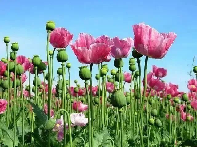 罂粟花种植技术及要点