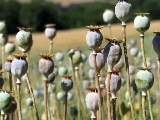 罂粟花种植技术及要点