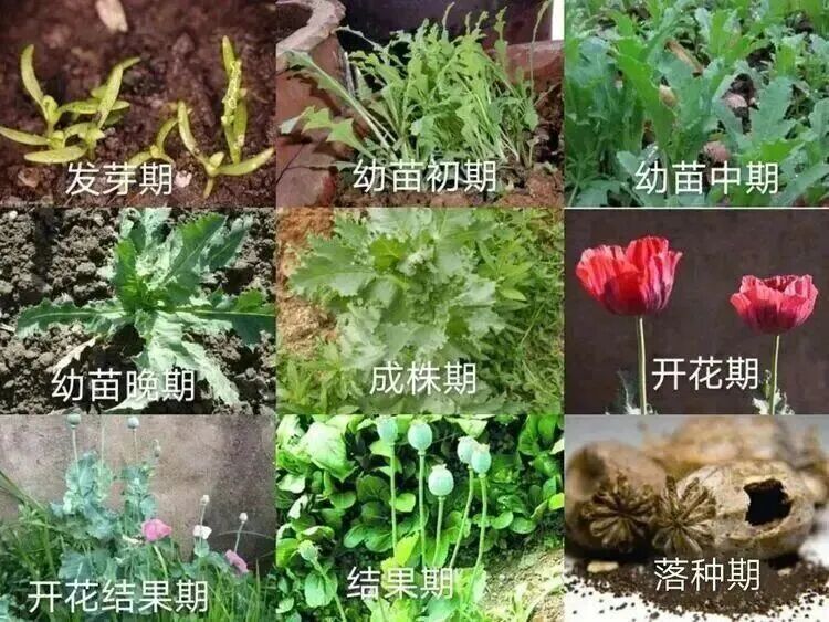 罂粟花种植技术及要点