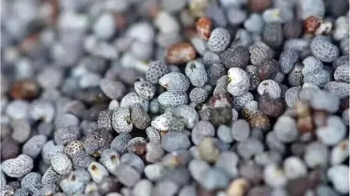 罂粟花种植技术及要点