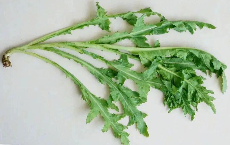 罂粟花种植技术及要点