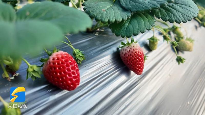 大棚草莓种植技术书金盾出版社