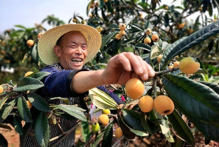 大棚草莓种植技术书金盾出版社