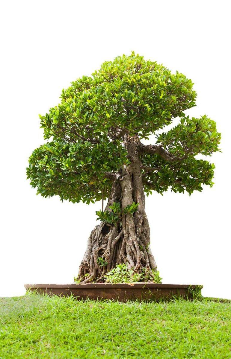 Plantation plantation technology