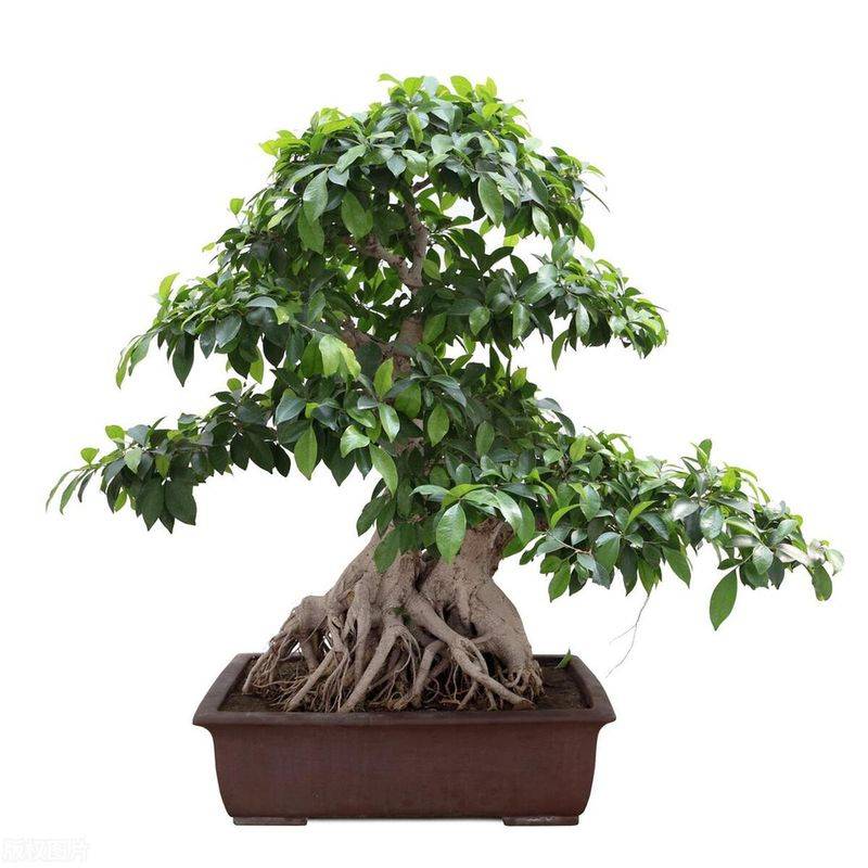 Plantation plantation technology