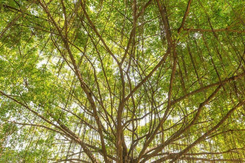 Plantation plantation technology