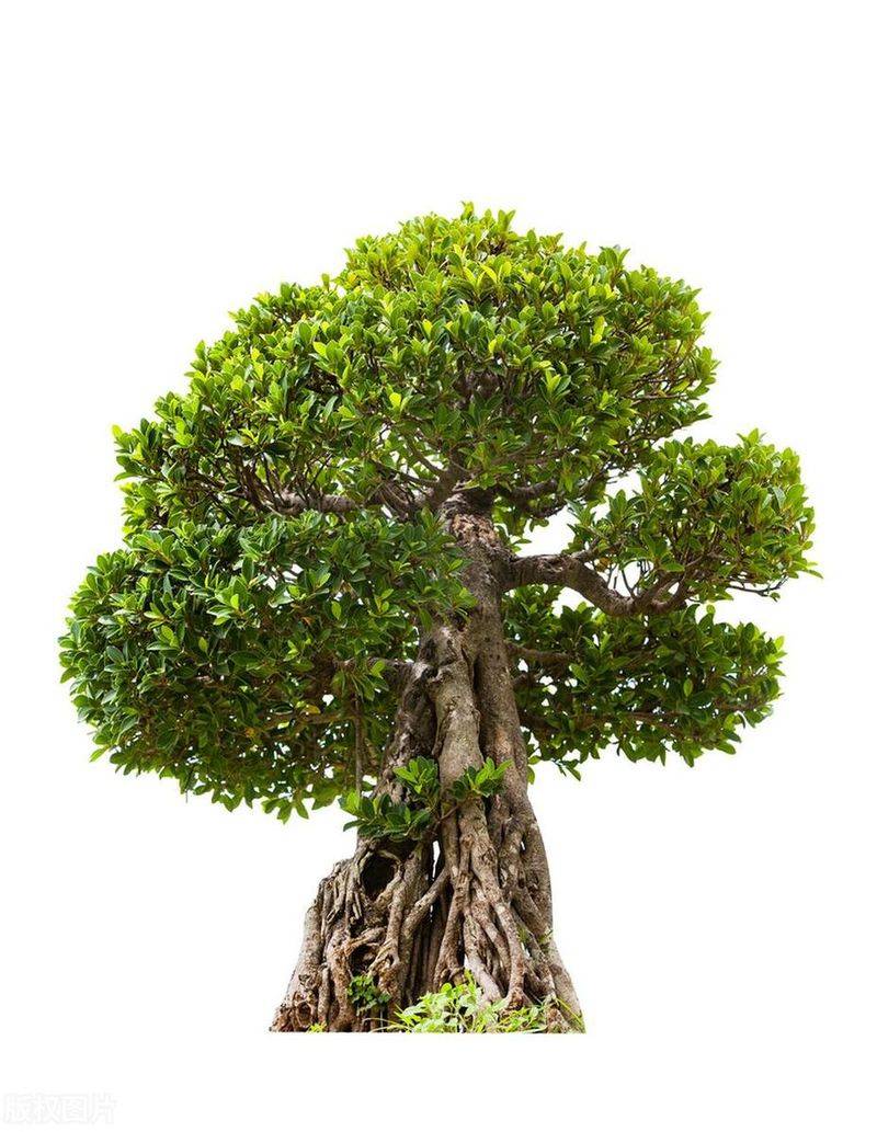 Plantation plantation technology