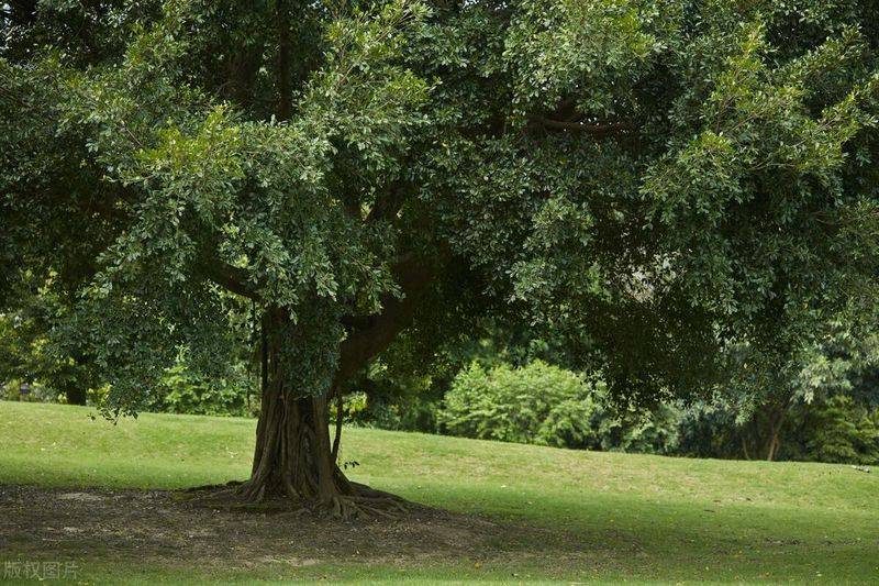 Plantation plantation technology