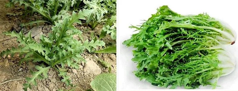 罂粟花种植技术及要点