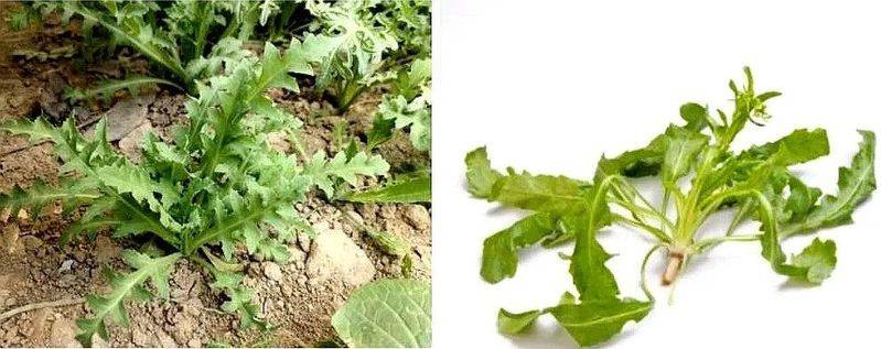 罂粟花种植技术及要点