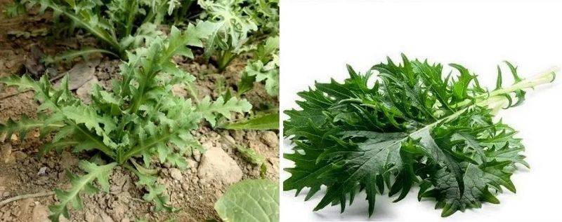 罂粟花种植技术及要点