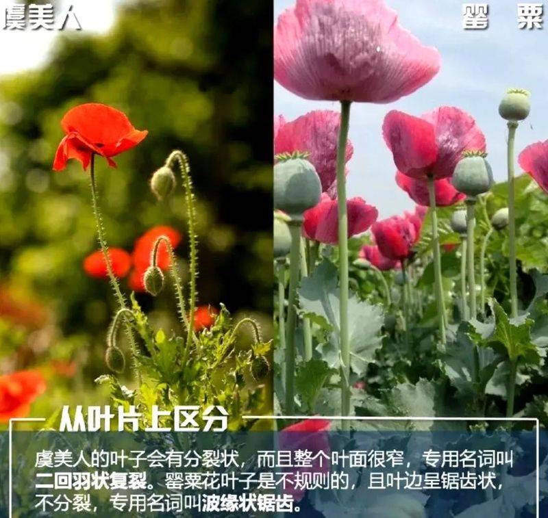 罂粟花种植技术及要点
