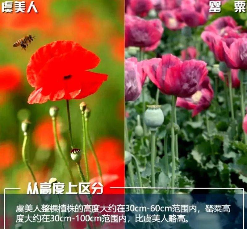 罂粟花种植技术及要点