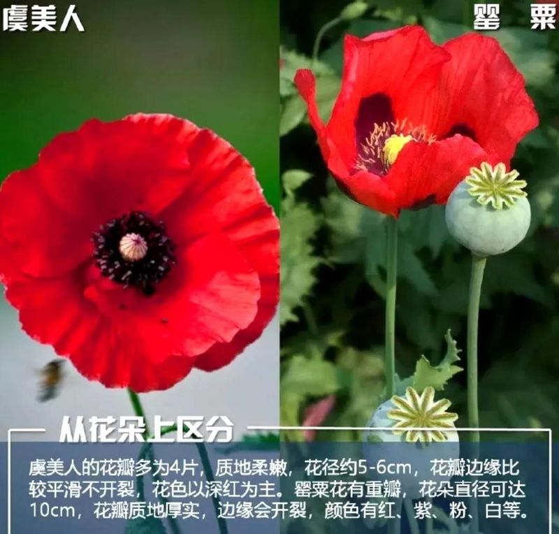 罂粟花种植技术及要点