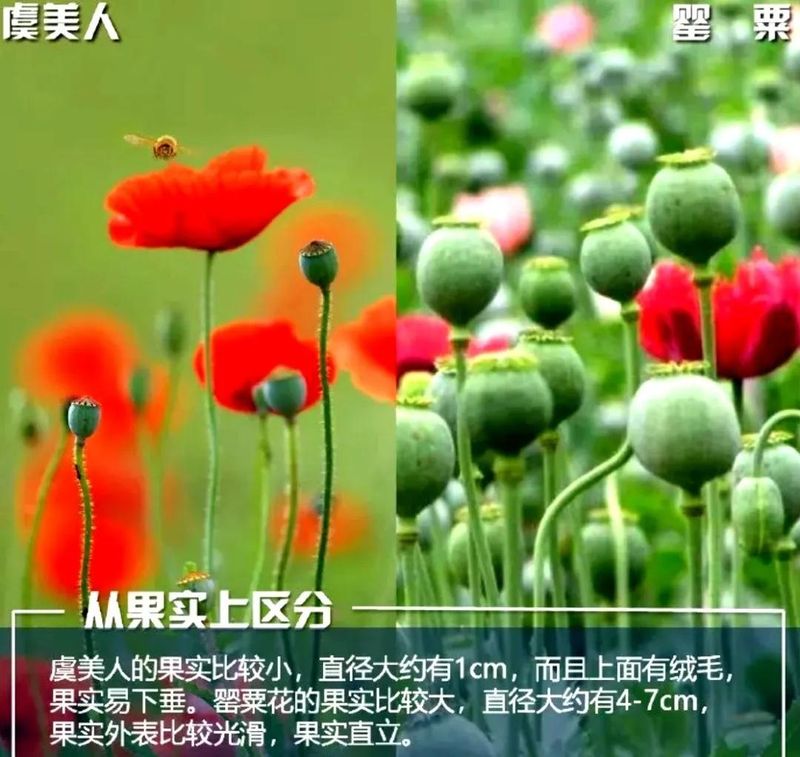 罂粟花种植技术及要点