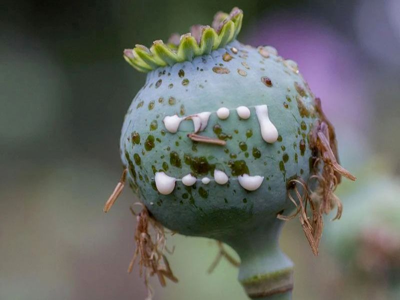 罂粟花种植技术及要点