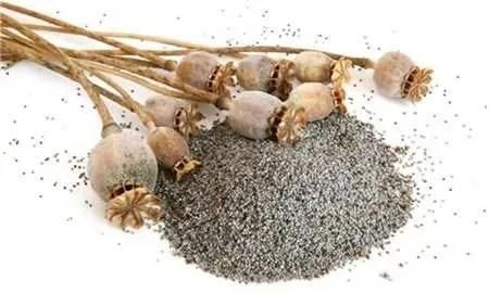 罂粟花种植技术及要点