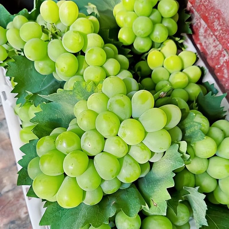 无核白葡萄特点